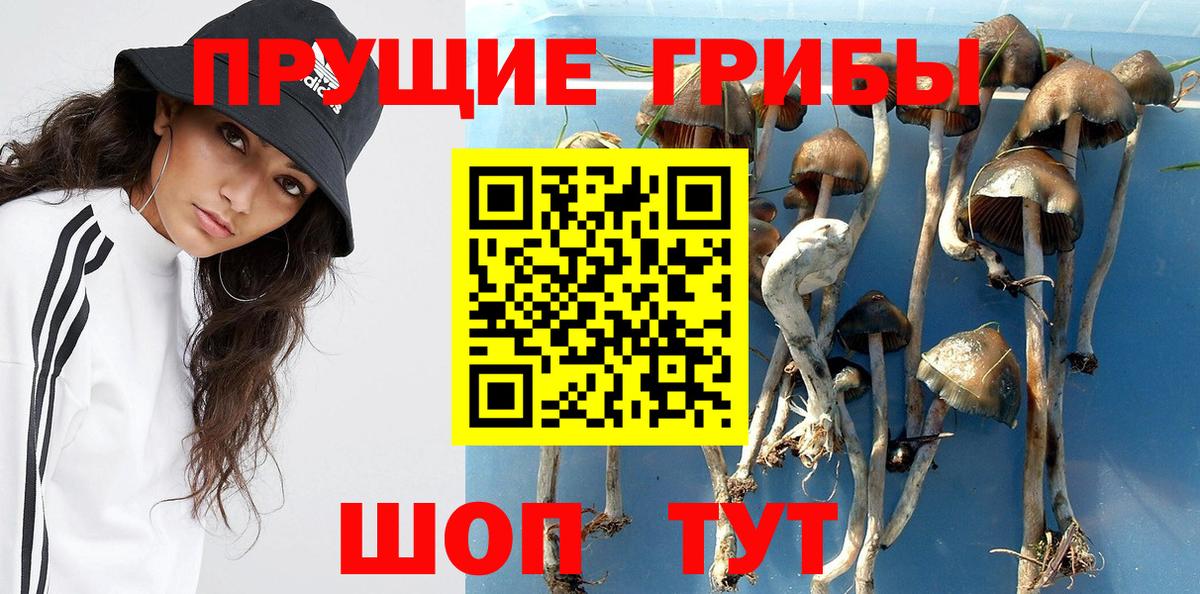 купить наркотик  Вход с VPN  Ростов-на-Дону  Псилоцибиновые грибы Psilocybine cubensis 